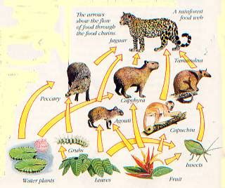 Rantai makanan hanya mengikuti satu jalur energi saat hewan menemukan makanan. Serba-serbi Ilmu Pengetahuan Populer, Renungan dan Hiburan: Rantai dan Rangkaian Makanan