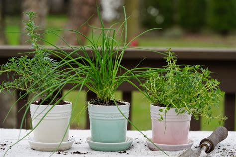 How To Cut Back Chives And What To Do With Their Blossoms Gardenary