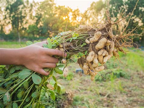 Growing Peanuts Planting Guide Care Problems And Harvest