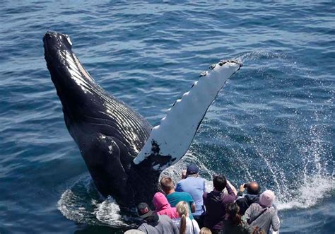 15 Best Whale Watching Tours Around The World 2022 Guide Trips To