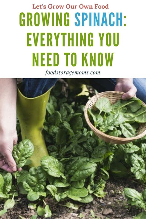 Growing Spinach: Everything You Need To Know | Growing spinach, How to