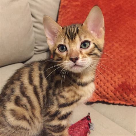 We did not find results for: Bengal Cats For Sale | Daytona Beach, FL #227767 | Petzlover