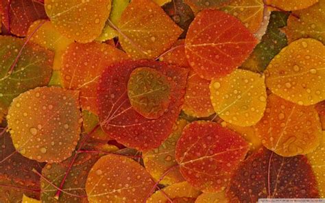 Осенние листья в каплях дождя обои для рабочего стола, картинки, фото ...
