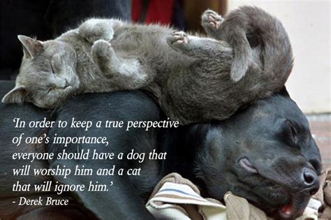 Please enjoy these quotes about cat and friendship from my collection of friendship quotes. Puppies And Kittens Quotes. QuotesGram