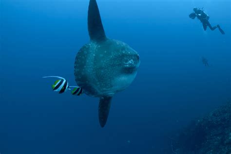the best scuba diving in bali scuba diver life