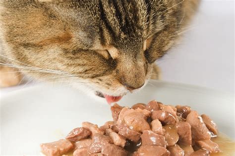 Hi, my cat started licking her mouth a lot today. Cat Nutrition Trends for 2019