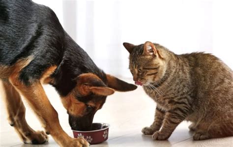 Cómo evitar que tu perro se coma la comida del gato