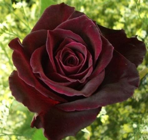 Rose Black Baccara 1000 Beautiful Flowers Rose Black Baccara Roses