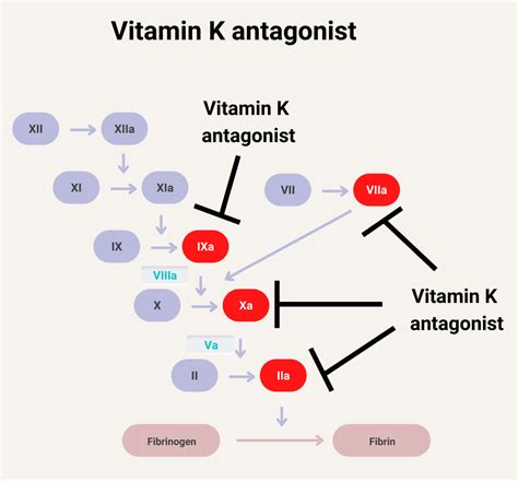 What Clotting Factors Are Inhibited By Vitamin K Antagonists The