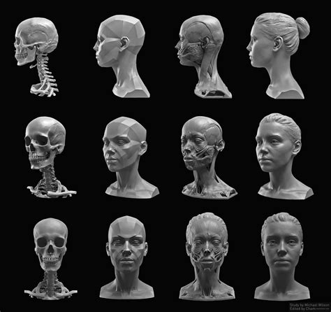 Female Head Study Human Sculpture Head Anatomy Anatomy For Artists
