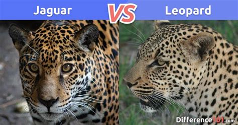 two leopards side by side with the words jaguar and leopard on them's faces