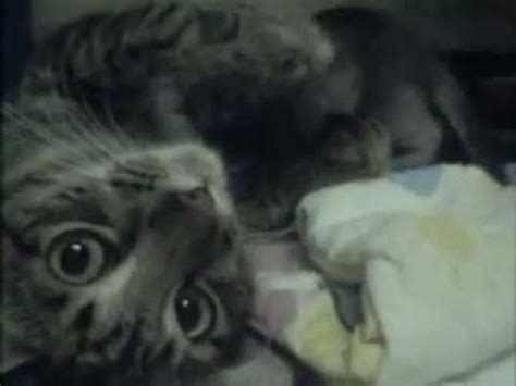 Mother Cat Hugs Kitten CUTE Original Video YouTube