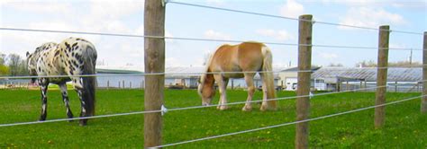 Best Electric Horse Fence