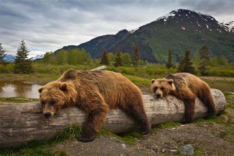 7 Differences Between Brown And Grizzly Bears Russia Beyond