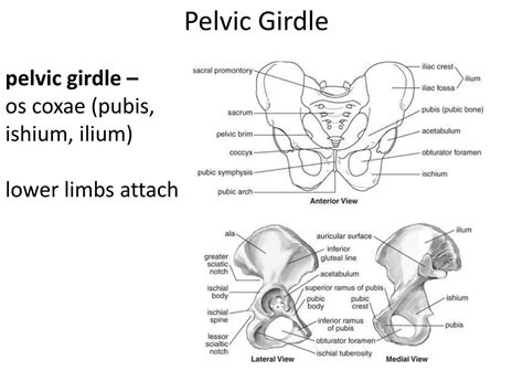 Ppt Lab 2 Appendicular Skeleton Powerpoint Presentation Free