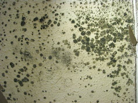 The fungi thrive in moist environments, and they live on all kinds of surfaces, so they're both mold also grows deep into organic materials around the house. The Jacksons' Journey: MOLD INVASION!