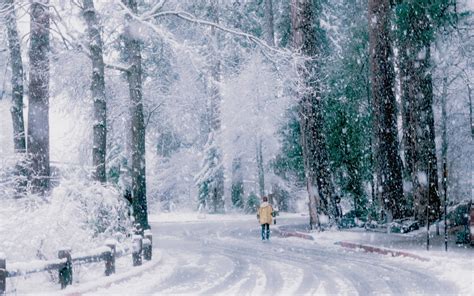 Winter Trees Snow Road Wallpaper 2560x1600 197368 Wallpaperup