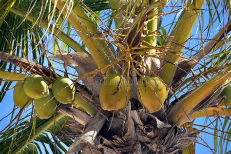 Palm Tree With Green Coconuts Growing On It Stock Photo Image Of Food
