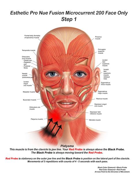 Skin For Life Step 1 When Performing Microcurrent Facial Anatomy Muscle Anatomy Face Yoga