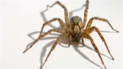 ‘sunday Scientist Explores Spiders Arachnids Inside The School Of