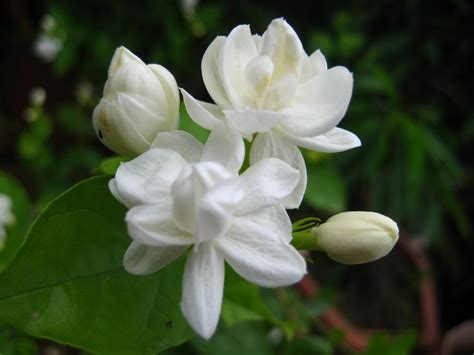 Pakistan vacation rentals pakistan vacation packages flights to pakistan pakistan restaurants things to do in pakistan pakistan shopping. Jasmine: National Flower of Pakistan | Meaning of the Jasmine