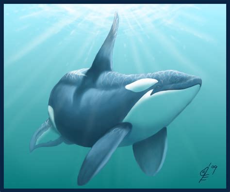 Pin By Gem Del Mar On Orca Whales Whale Orca Whales Orca Art