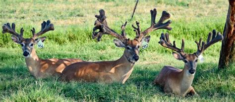 M3 Whitetails Mcnificent 2 Year Olds Deer Breeder In Texas