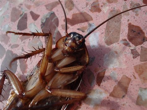10 Ways To Get Rid Of Cockroaches California Cockroachespests