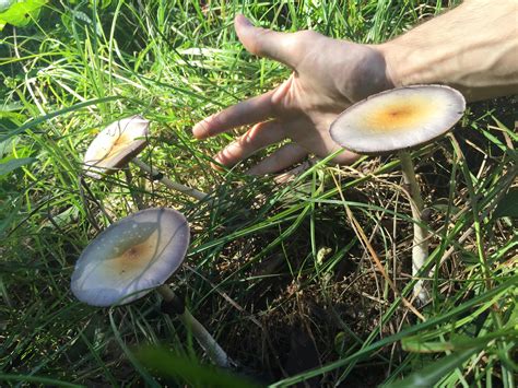 Magic Mushrooms In Wisconsin All Mushroom Info