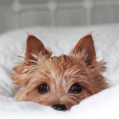 One of the smallest terriers, these dogs are generally healthy, but are relatively rare. Home | Dog breeds, Norfolk terrier, Norwich terrier