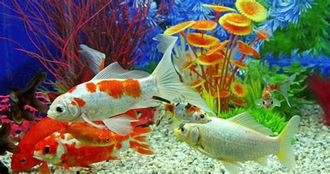 Slow Motion Of Fish Swimming In Tropical Freshwater Aquarium Stock