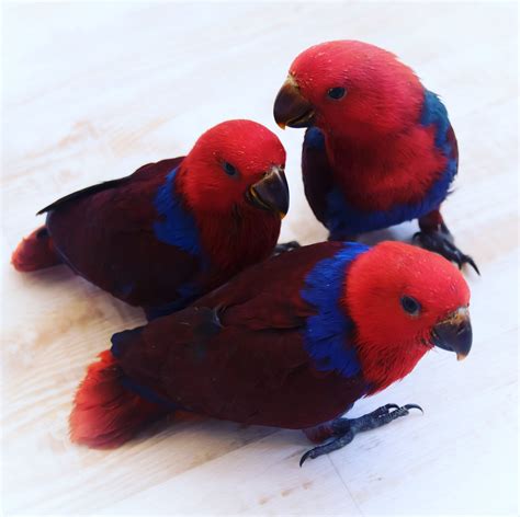What Makes An Eclectus Parrot A Great Pet Emerald Aviaries