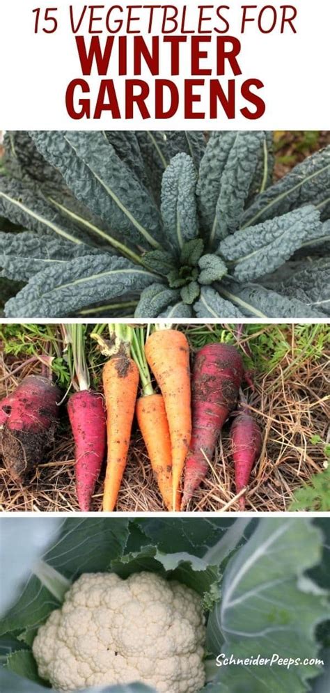 15 No Fuss Plants For The Fall And Winter Vegetable Garden Winter