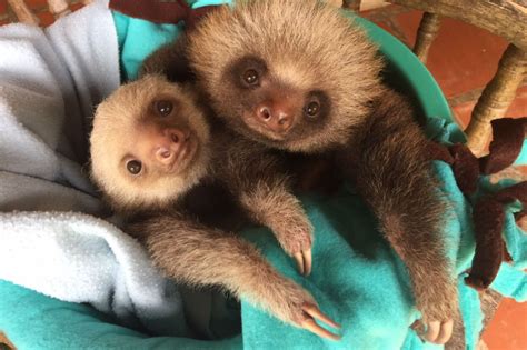These Smiling Baby Sloths Will Cheer You Up