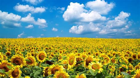 Sunflower Farm Closes After Being Inundated With Selfie Seekers
