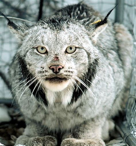 Canada Lynx Lynx Canadensis Washington Dept Fws Small Wild Cats