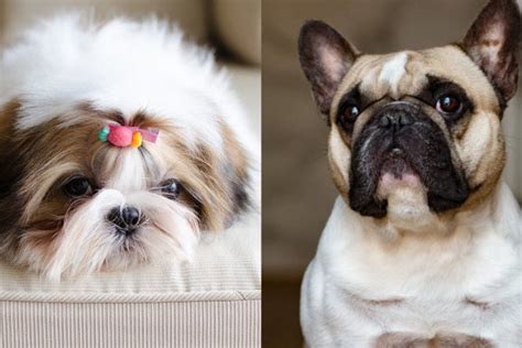 As a rule, people select a pet which can mirror their individuality and match their main traits of character. Low-Energy Dog Breeds You Can Be Lazy With - Simplemost