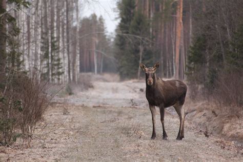 Elk Watching Capture Estonia Nature And Photography Tours