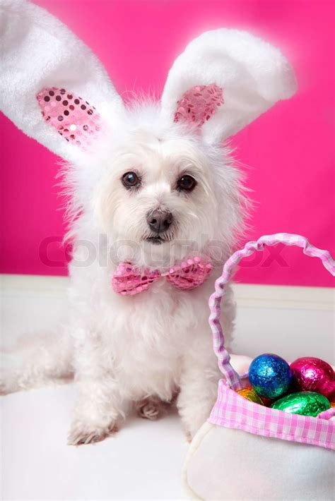 Easter Dog With Bunny Ears And Eggs Stock Image Colourbox