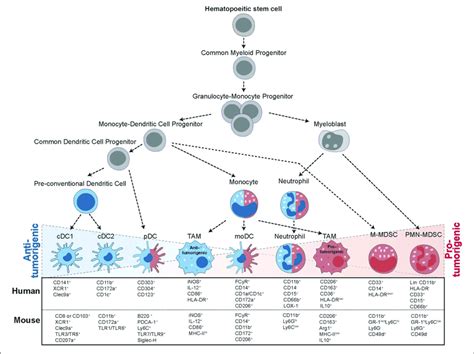 Progression From Hematopoietic Stem Cells Hsc To Tumor Infiltrating