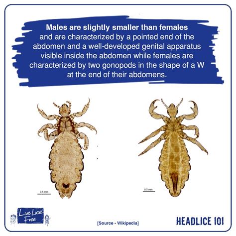 Incredible Info About Lice References Information