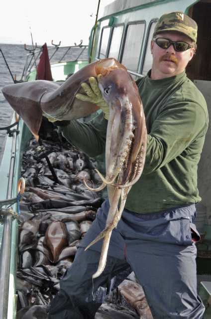 Attack of the giant vi. Squid Attacks On Divers—Animals Right To Attack Humans ...