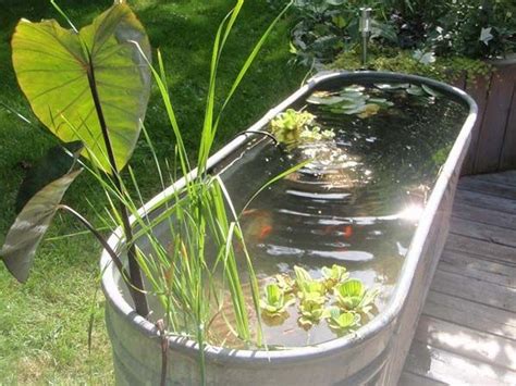 Top 5 hardy fish for your small pond. Awesome aquarium and fish pond ideas for your backyard ...