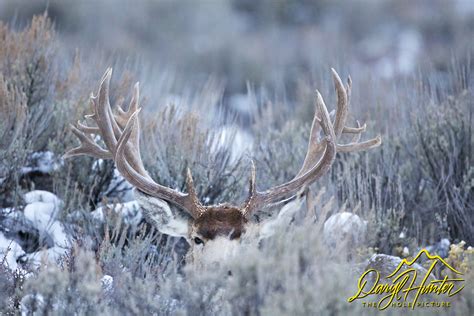 Huge Mule Deer Relaxing In The Sage The Hole Picture Daryl L Hunter