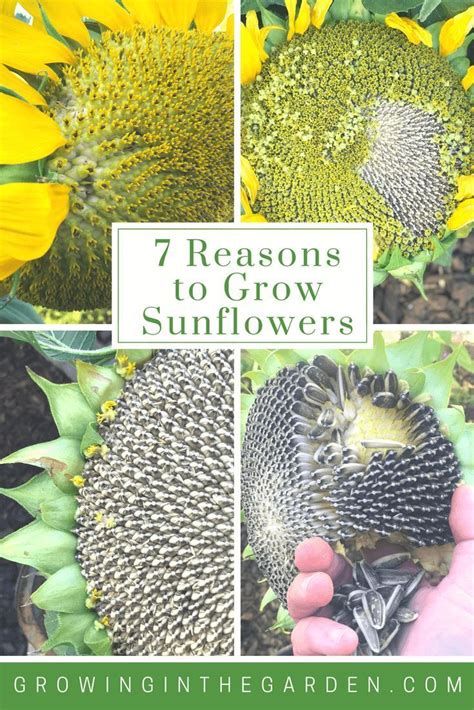 How To Grow Sunflowers With Images Growing Sunflowers Home