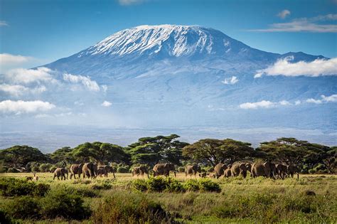 Kilimanjaro Elephants Tanzania Africa Hd Wallpaper Peakpx