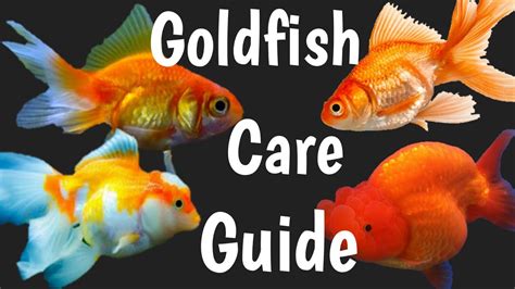 How To Care Goldfish Goldfish Care Guide Fancy Goldfish Care Tips