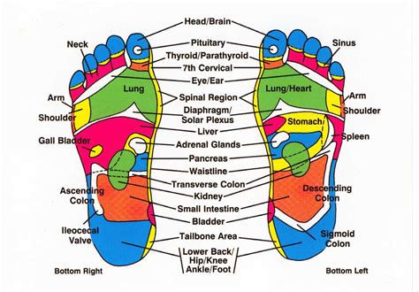 Reflexology Chart For Hands And Feet
