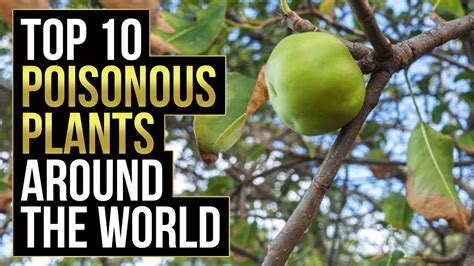 Top 10 Poisonous Plants Around The World Youtube