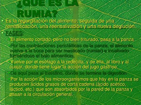 PPT - LOS RUMIANTES PowerPoint Presentation - ID:2270653